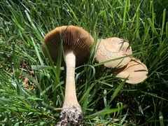 Agrocybe putaminum