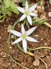 Ornithogalum narbonense