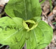 Trillium discolor