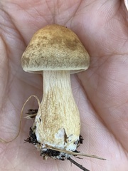 Agrocybe putaminum