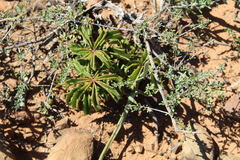 Cyphostemma quinatum