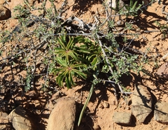 Cyphostemma quinatum