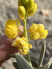 Senna alexandrina image