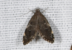 Eido trimaculella