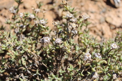 Trichodiadema barbatum