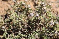 Trichodiadema barbatum