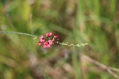 Indigastrum fastigiatum