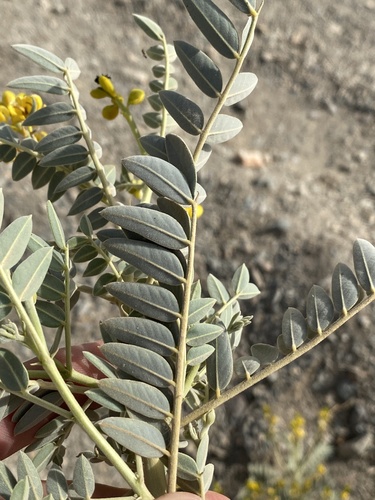 Senna alexandrina image