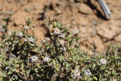 Trichodiadema barbatum