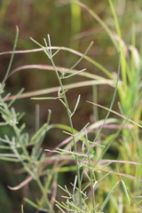 Indigastrum fastigiatum