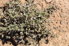 Trichodiadema barbatum