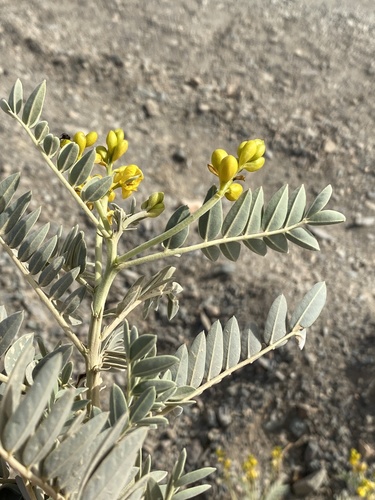 Senna alexandrina image