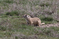 Spermophilus xanthoprymnus