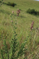 Syncolostemon densiflorus