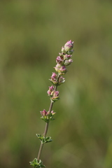 Syncolostemon densiflorus