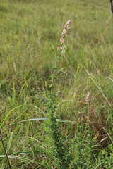 Syncolostemon densiflorus