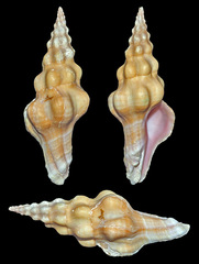 Nodolatirus nodatus