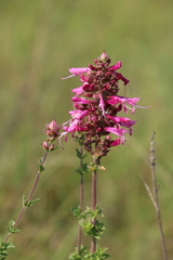 Syncolostemon densiflorus