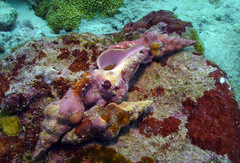 Nodolatirus nodatus