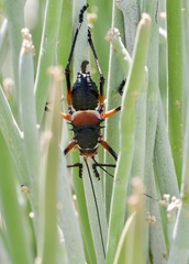 Acanthoplus