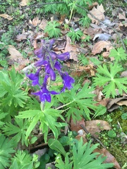 Delphinium tricorne