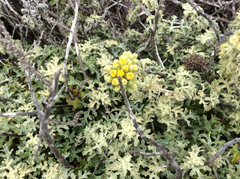 Eriophyllum staechadifolium