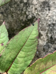 Hemipyxis changi
