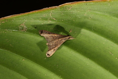 Palthis angustipennis