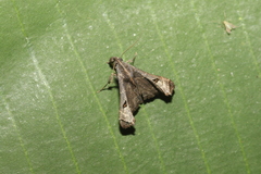 Palthis bizialis