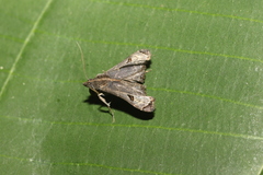 Palthis bizialis