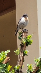 Saxicola dacotiae