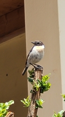 Saxicola dacotiae