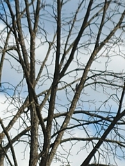 Dendrocopos syriacus