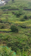 Olea europaea cerasiformis