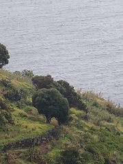 Olea europaea cerasiformis