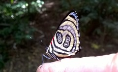 Catagramma pygas