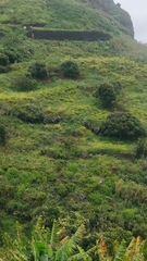 Olea europaea cerasiformis