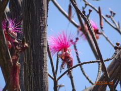 Pseudobombax ellipticum