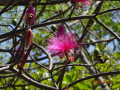Pseudobombax ellipticum