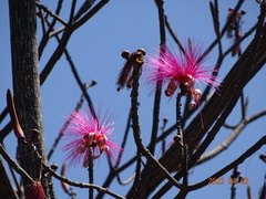 Pseudobombax ellipticum