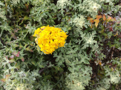 Eriophyllum staechadifolium