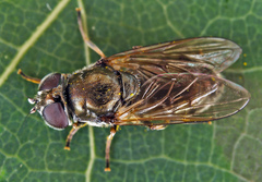 Cheilosia velutina