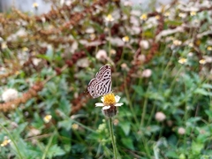 Tarucus