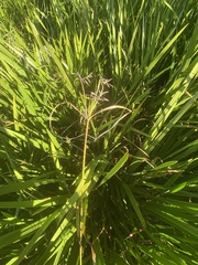Cyperus longus tenuiflorus