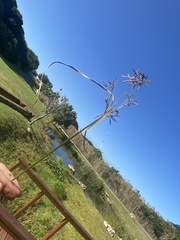 Cyperus longus tenuiflorus