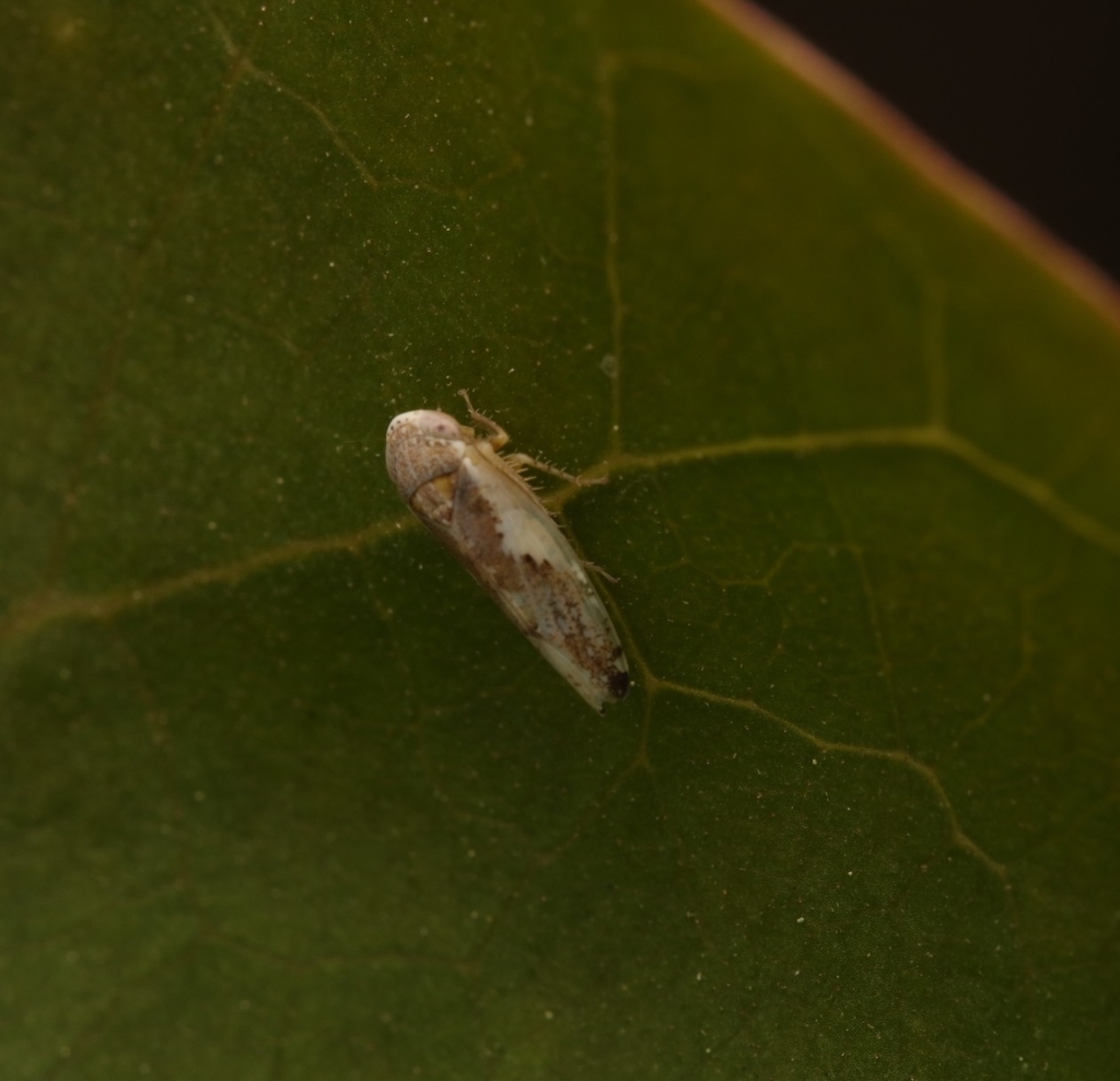 Norvellina snowi
