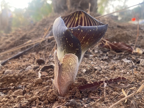 Amorphophallus aphyllus