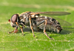 Cheilosia velutina