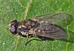 Cheilosia velutina