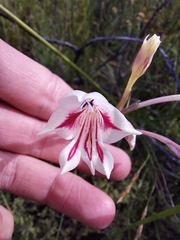 Gladiolus engysiphon